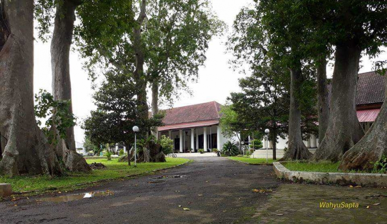 Pohon Kenari yang menjulang tinggi menambah kesan kokoh bangunan. (Dokpri).