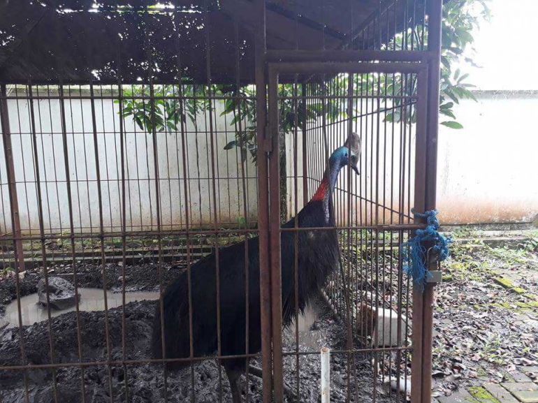 Semula ingin memberi makan Burung Kasuari yang berada di belakang bangunan. (Dokpri).