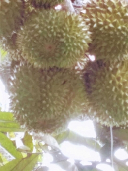 Pohon durian yang lagi musim