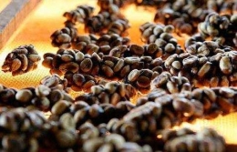 Tak ada proses instan dalam pembuatan kopi luwak asli (infokebali.com)