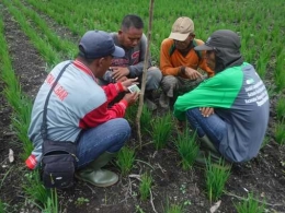 Pengamatan tumbuhan padi yang telah ditanam. Foto dok. Yayasan Palung