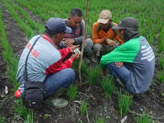 Pengamatan tumbuhan padi yang telah ditanam. Foto dok. Yayasan Palung