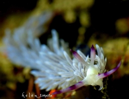 Flabelina, nudibranch
