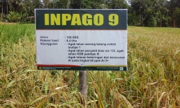 Area lahan kering yang ditanami varietas Inpago di Desa Banjareja, Kecamatan Cipuring, Kebumen. Foto Setiyo