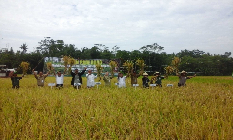 Suasana panen padi gogo di Desa Banjareja, Kecamatan Cipuring, Kebumen. Foto Setiyo