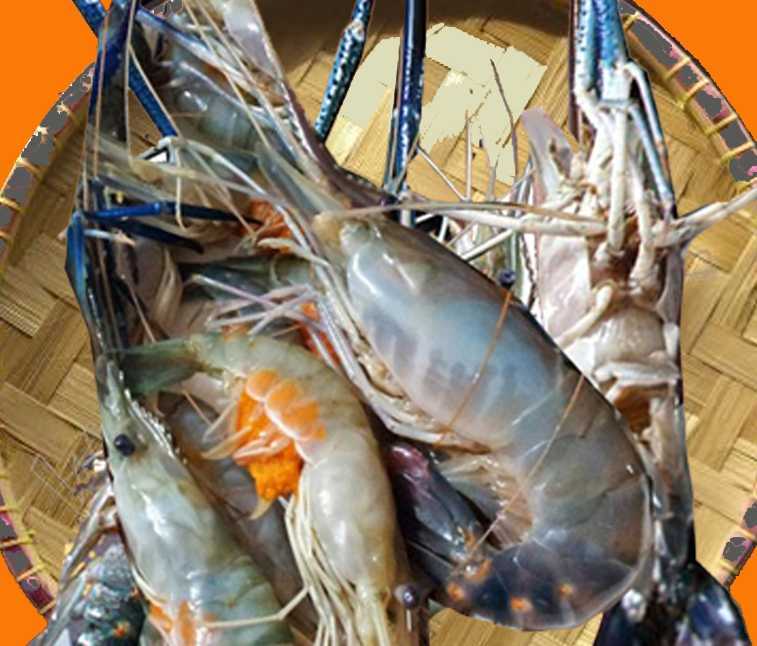 Udang gala semakin langka di Sumut. Dok pribadi
