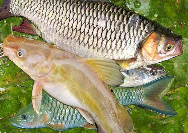 IKAN SUNGAI: Ikan sungai sudah semakin langka di Sumatera Utara. Dokpri