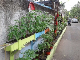 vertical garden di dekat markas kompasiana (sumber: dokumentasi pribadi)