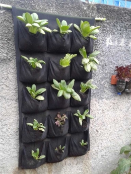 pakcoi dan selada tumbuh subur di kantong vertical garden (sumber: dokumentasi pribadi)