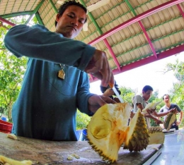 Durian yang matang rasanya manis dan pahit (dok.pri).