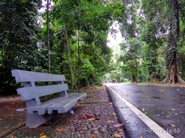 Bangku Taman diantara pohon-pohon di Kebun Raya Bogor (Foto: Irwan Lalegit)