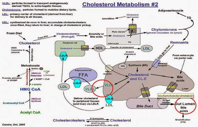 Sintesis Kolesterol (http://fransmichael.blogspot.co.id/2013/12/metabolisme-kolesterol.html).