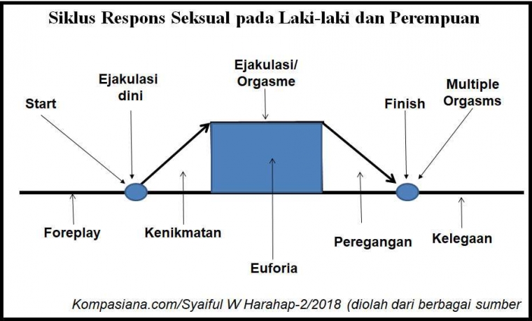 siklus-seksual-5a8526e6dd0fa84c033715c2.jpg