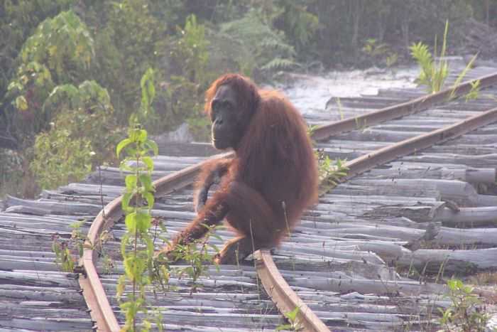 Orangutan tergeser dari habitat alaminya. Photo : Serge Wich