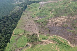 Peenggundulan hutan dan perluasan perkebunan sawit penyebab utama deforestasi di Kalimantan. Photo: Marc Ancrenaz