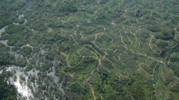 Perkebunan sawit yang semakin mendesak hutan tropis. Photo: Marc Ancrenaz