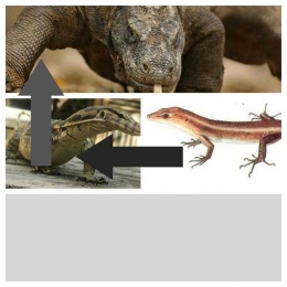 Raden reptil.com
