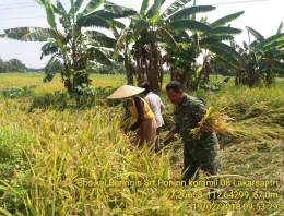 Sertu Ponirin membantu panen padi di lahan seluas 0.5 hektar