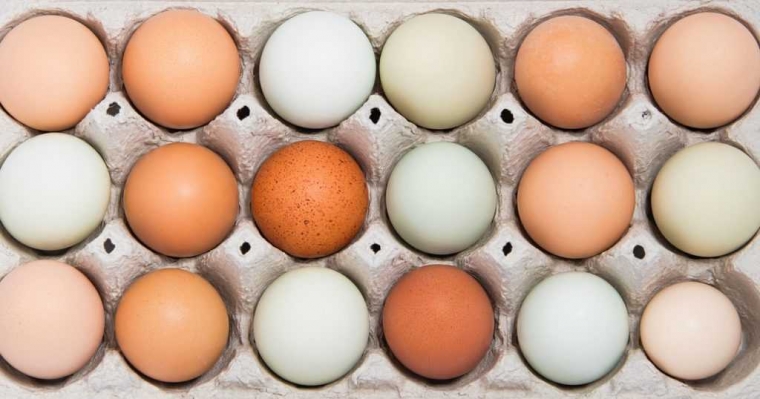 Mengapa Telur Ayam Berwarna-warni? Halaman 1 - Kompasiana.com