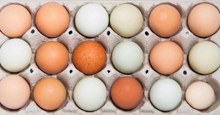 Warna telur ayam yang umum dijumpai di pasar. 