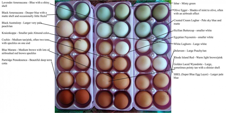 Mengapa Telur Ayam Berwarna-warni? Halaman 1 - Kompasiana.com