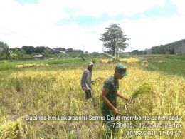 Serma Daud Waluyo membantu petani panen padi (dok. pribadi)