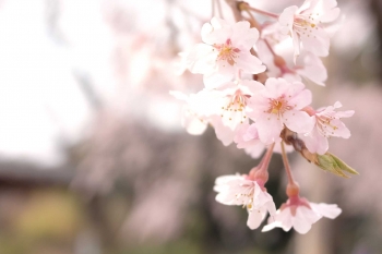 Download 70 Gambar Pemandangan Bunga Sakura Yg Indah Hd Download 70 Gambar Pemandangan Bunga Sakura Yg Indah Hd