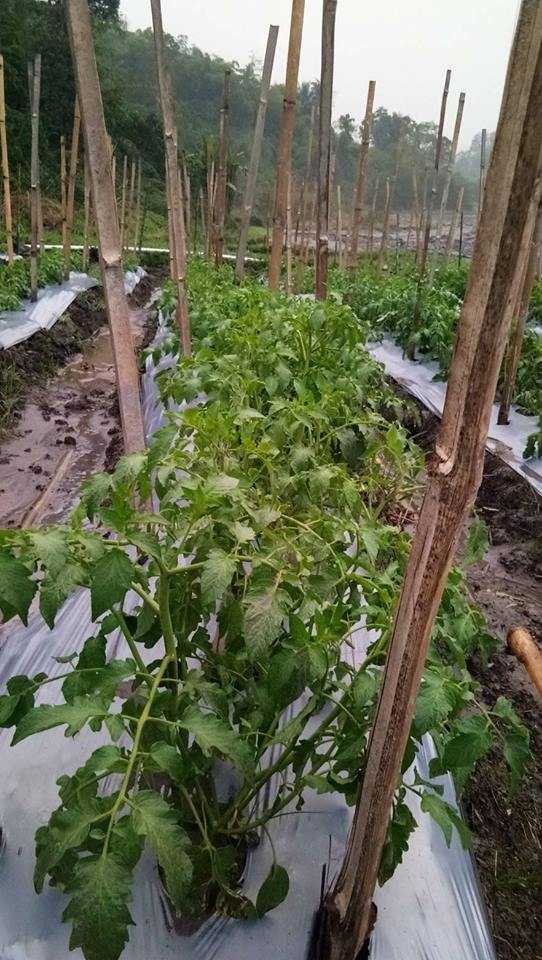 Tanaman tomat di Desa Perbaji terlihat subur kembali setelah diguyur hujan Selasa Sore. Sumber foto koleksi pribadi.