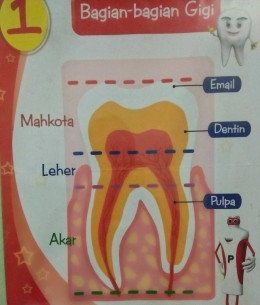 Bagan gigi (dokumentasi pribadi)