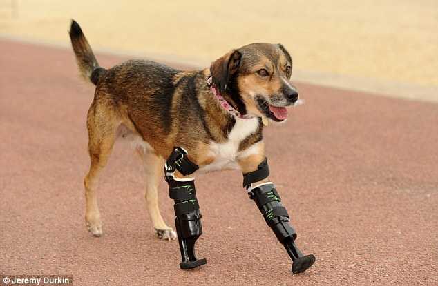 Gambar dari http://www.dailymail.co.uk/news/article-2800910/the-dog-got-walkies-tara-beagle-cross-fitted-two-prosthetic-legs-british-charity-raises-3-000-save-poisoned.html