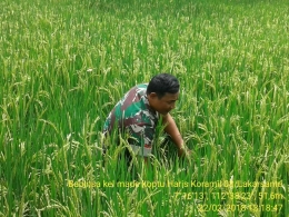 Babinsa Koramil Lakar Santri Bantu Petani Membersihkan Rumput Pengganggu Tanaman Padi