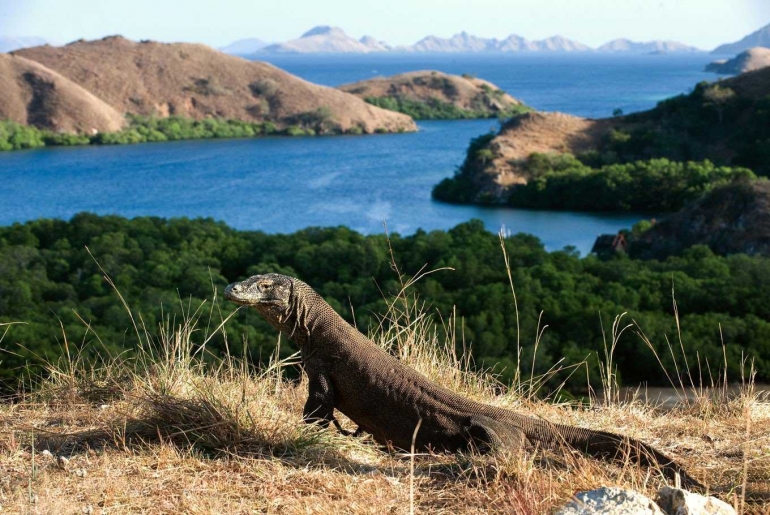 Komodo yang sedang merana (sumber: thejakartapost.com)