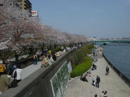 Sumia River di sisi yang lain di Asakusa, dengan pohon2 Sakura di musim semi. Cantik, indah dan sangat menarik bagi wisatawan dunia, karena Bunga Sakura merupakan icon Jepang, dan di musim semi, Jepang dikunjungi jutaan wisatawan dunia untuk melihat dan menyentuh Bunga Sakura .....(www.world.jal.co.jp)