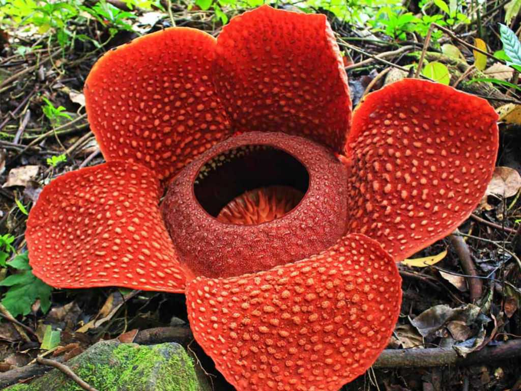 nama latin bunga rafflesia - Diane Hart
