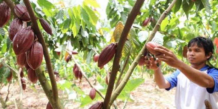 Tanaman kakao.(KOMPAS/ASWIN RIZAL HARAHAP)