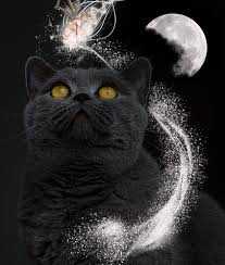 Konon kucing bisa membuka dimensi dongeng (gambar dari pixabay)