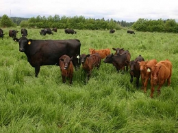 Grass for cows (Foto:topermaculture.com)