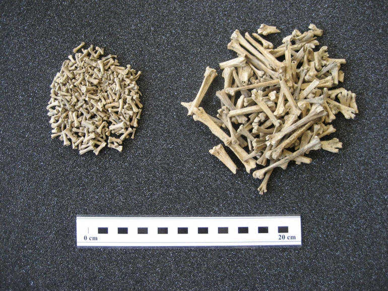 Sisa-sisa tulang ayam merupakan objek kajian Arkeologi. Sumber: https://www.sciculture.ac.uk