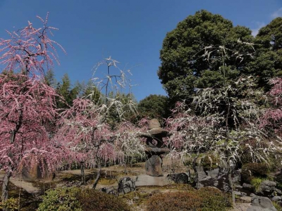 Taman Ume di Jounanji, Kyoto (Dokumentasi Pribadi)