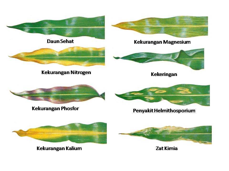 Wah, Daun Tanaman Kok Kuning? Yuk, Cari Tahu Penyebabnya Dan Cara Mengatasinya!