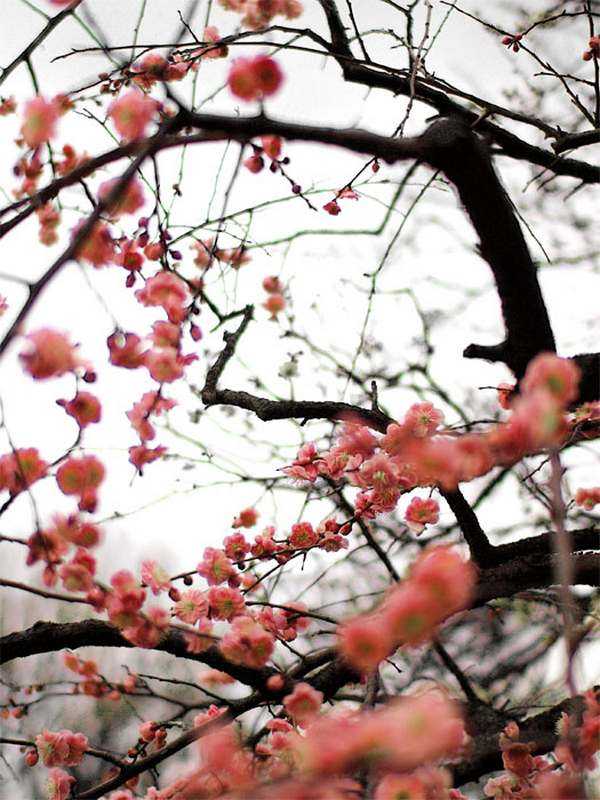 Ume di Mogusaen, Tokyo (Dokumentasi Pribadi)