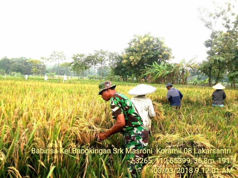 Babinsa Bangkingan bantu petani panen padi