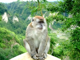 Monyet macaca sumatera gambar dari https://id.wikipedia.org/wiki/Monyet_kra