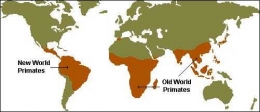 Penyebaran primata di dunia gambar dari https://monkeyswithhannah.weebly.com/new-world-and-old-world-monkeys.html