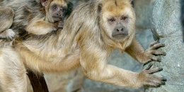 Monyet howler gambar dari https://nationalzoo.si.edu/animals/black-howler-monkey