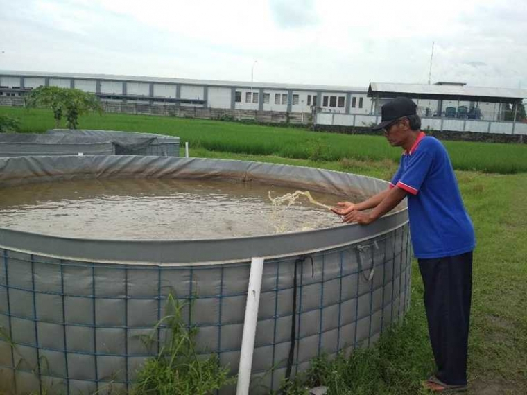 Budidaya Lele Sukses Tanpa Ganti Air Sampai Panen Halaman All Kompasiana Com