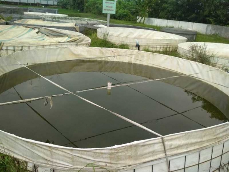 Budidaya Lele Sukses Tanpa Ganti Air Sampai Panen Halaman All Kompasiana Com