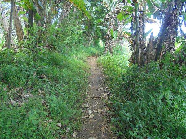 Jalang masuk menuju sekolah sepanjang 2 km. Foto: Urbanus H A No