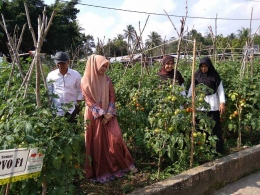 Gambar 2, Isteri Gubernur Aceh/Ketua Tim Penggerak PKK Provinsi Aceh, Darwati A. Gani mengunjungi kebun tomat organik BDP Aceh (Doc. FMT)