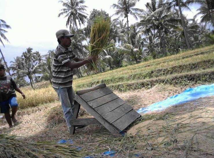 Seorang petani di Desa Suela, Lombok Timur sedang memisahkan beras gabah dengan alat tradisional (greja), Rabu (07/03/2018) pagi.